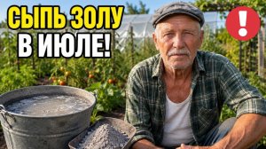Огурцы завалят плетями до самой ЗИМЫ от одной ИЮЛЬСКОЙ подкормки!