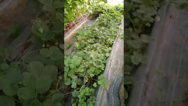 Урожай винограда в Тюмени