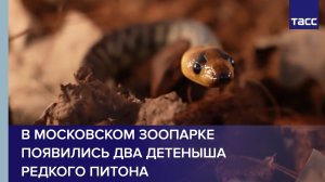 В Московском зоопарке появились два детеныша редкого питона