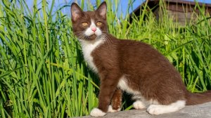 котенок нхает