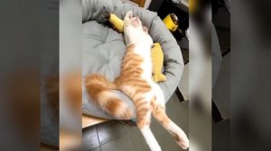 Приколы с котами