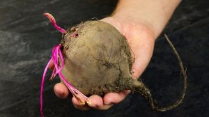 Салат из ОДНОГО ингредиента Салат из СВЕКЛЫ вкуснее ШУБЫ которая есть в МЕНЮ топовых РЕСТОРАНОВ