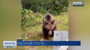 Медведя вновь встретили туристы возле серпантина в горах Сочи