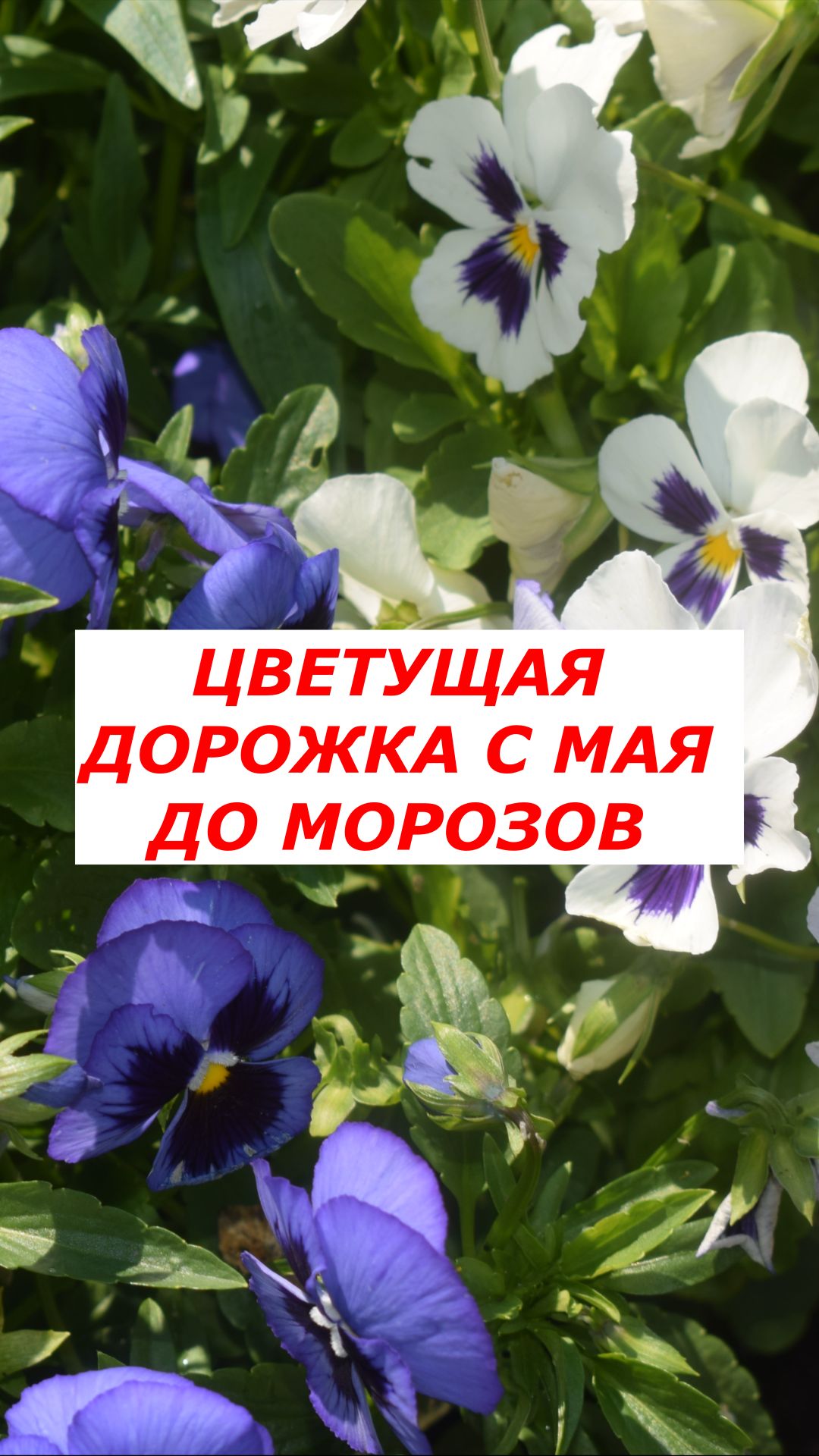 Моя дорожка цветёт БЕЗ остановки: раскрываю секрет!