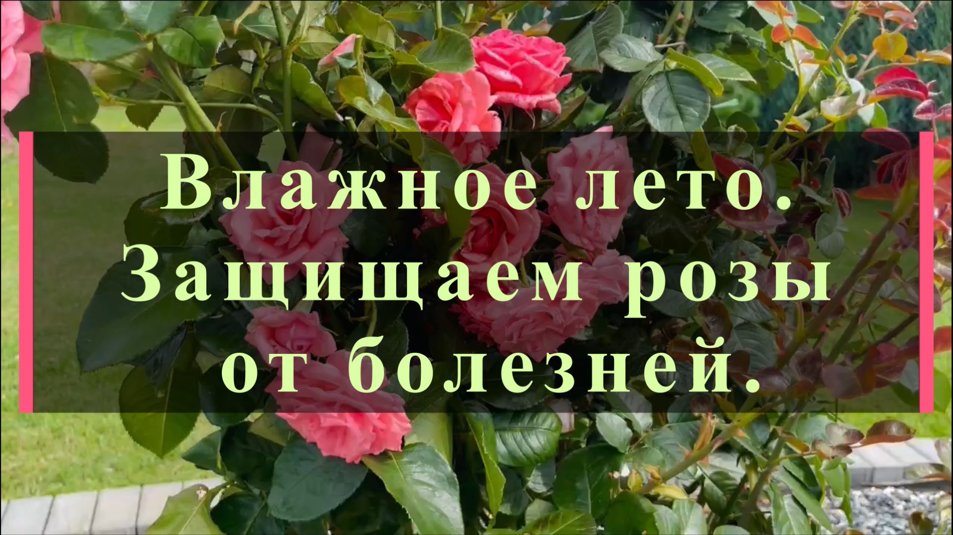 Влажное лето. Защищаем розы от болезней.