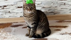 Котошкола 5 серия Урок БЯБЯграфии