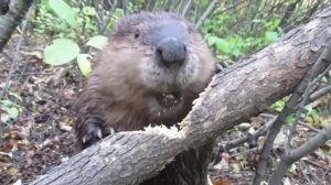 Бобёр грызёт дерево