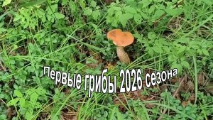 Поездка за первыми грибами