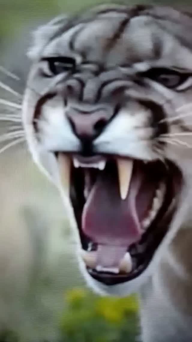 Схватка Кугуара с Медведем за добычу😮😯#Shorts