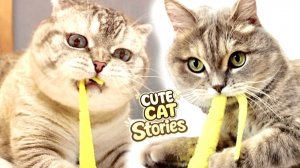 МИЛЫЕ КОШКИ ИСТОРИИ 😺 🐈 Забавный плейлист с НАСТОЯЩИМИ котятами и вирусной кошачьей игрушк