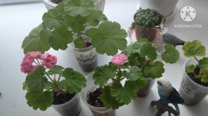 Наращивание крепкой корневой системы,на черенках Пеларгонии ☘️💃🦋🥀☘️