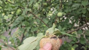 Обзор участка на конец июля. Пояс холода на яблоках и грушах.