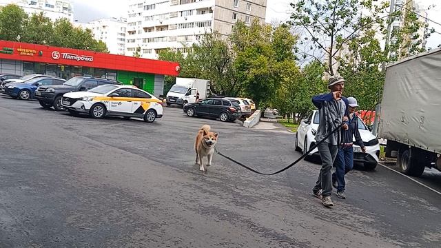 трафик наг