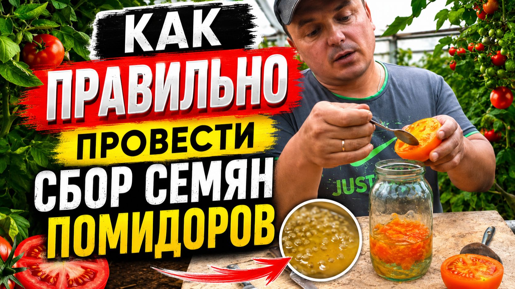 Сбор семян томатов- как это правильно сделать.