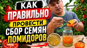 Сбор семян томатов- как это правильно сделать.