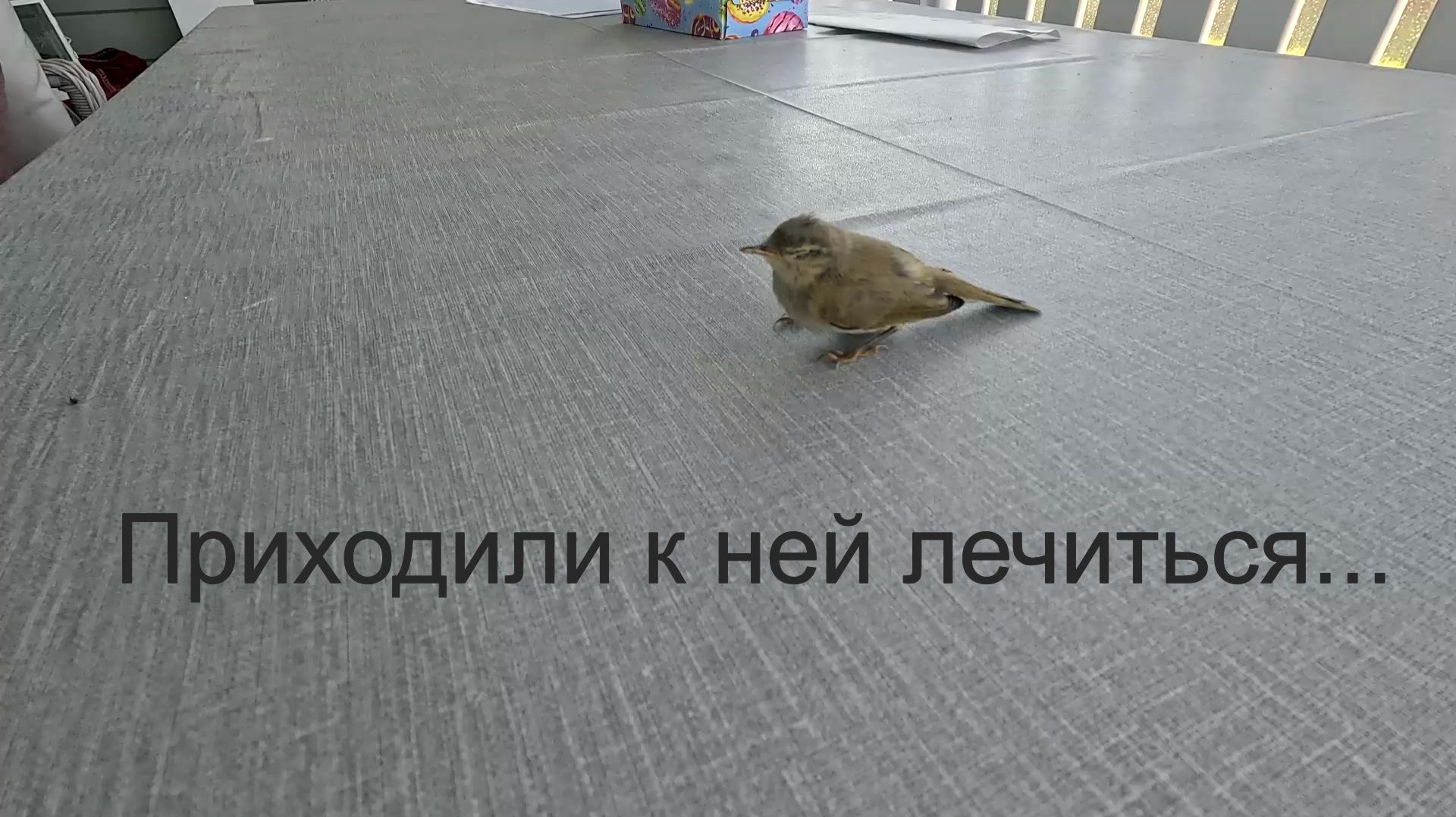 Огурцы по-фински /Моя грядка /Птица счастья /Цирк