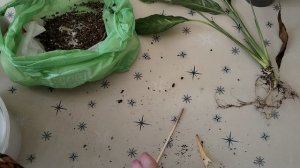 Пересадка Спатифилумов +одна новинка.