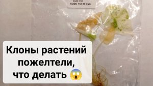 Клоны растений пожелтели в пакете, как их правильно высадить.