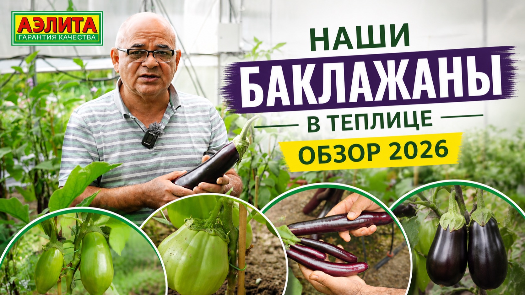 НАШИ БАКЛАЖАНЫ в ТЕПЛИЦЕ. Обзор 2026