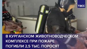 В курганском животноводческом комплексе при пожаре погибли 2,5 тыс. поросят