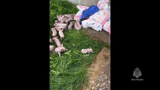 Ликвидация пожара на животноводческой ферме в Курганской области