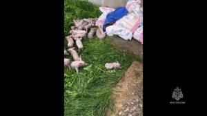 Ликвидация пожара на животноводческой ферме в Курганской области