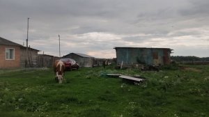 опоздала с дойкой коров,приболело 😔
