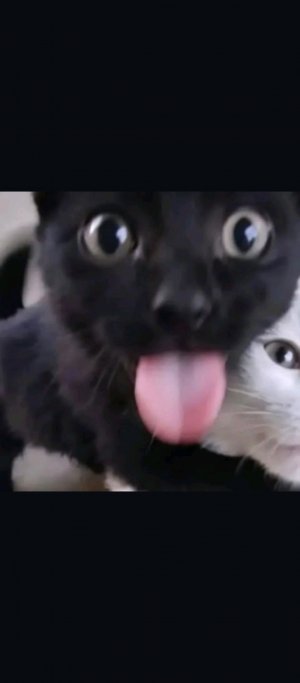 hh