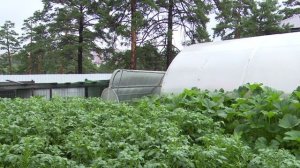 «Во саду ли, в огороде» ( Выпуск от 31.07.2026)