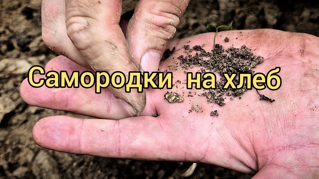 Золото на хлеб