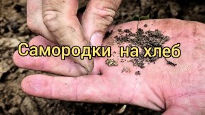 Золото на хлеб