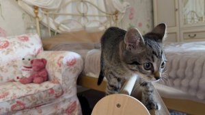 Дневник котят Барсика «Чем заняться с утра?«31-07-2026