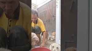 Чистим сосиски для наших собачек