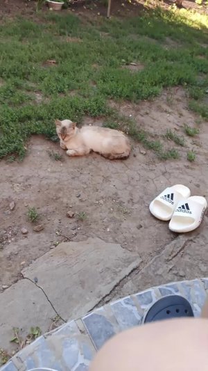 тл