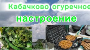 31-07-2026 КАБАЧКОВО -ОГУРЕЧНОЕ НАСТРОЕНИЕ.