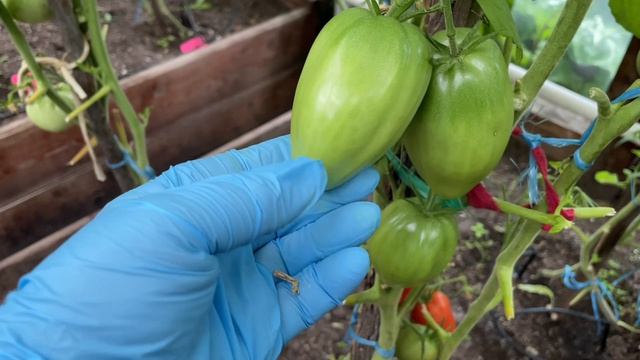 Итальянский Жеребец Красный