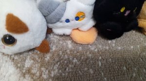Котики в лагере