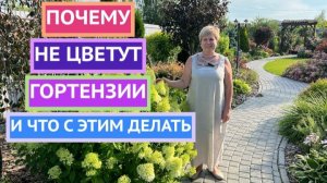 Кажется, что гортензия просто «не хочет» расти?