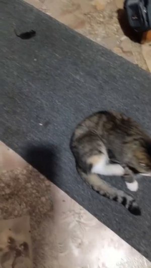 Жаль 🐭🐁.Но это охота