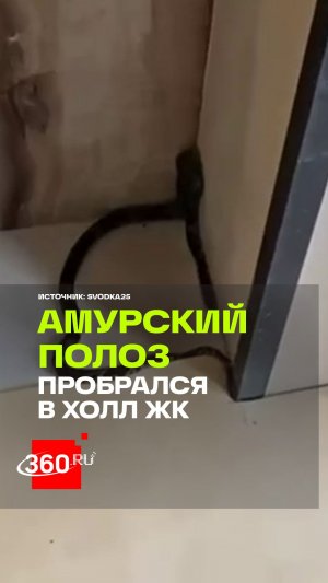 Незваный гость: Амурский полоз проник в холл новостройки во Владивостоке