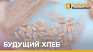 На элеваторах Херсонской области принимают зерно нового урожая