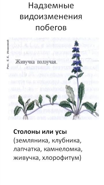 Видоизмененные надземные побеги