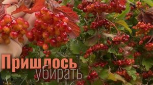 Хорошие ягоды, но пришлось срезать