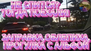 Ночная вылазка: заправились,выкопали облепиху,погуляли с Альфой