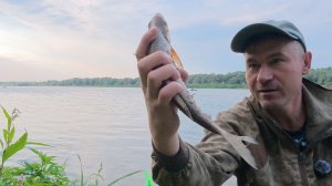 КАКАЯ РЫБА СЕЙЧАС КЛЮЁТ? Донка на течении выдала сюрпризы))