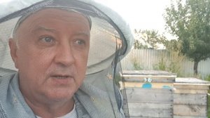 Пчёлы начали изгонять трутней. Динамика разграбления квёлой семьи.