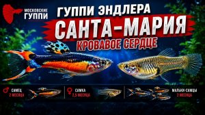 Гуппи Эндлера Санта-Мария / Кровавое сердце