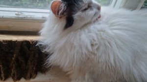 КОТИК КУЗЯ💥💋💕💯