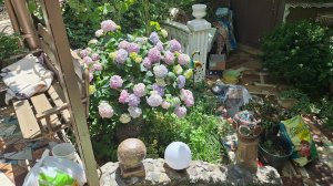 зацвели гладиолусы👍🌺
