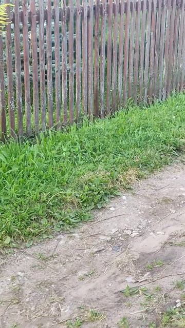 Утиная семья